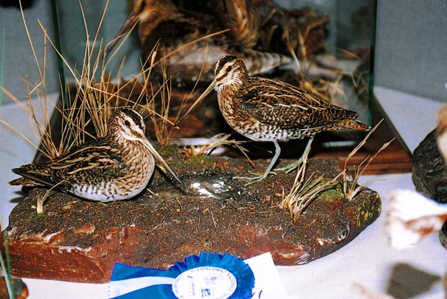 2004-beccaccini